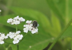 Acmaeodera tubulus
