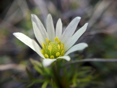 Anemone decapetala