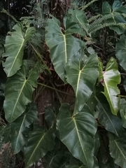 Philodendron roseopetiolatum