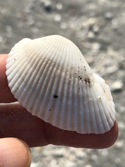 Anadara secticostata