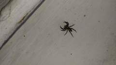 Menemerus bivittatus