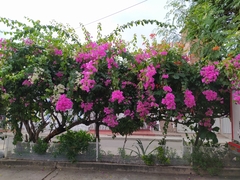 Bougainvillea glabra