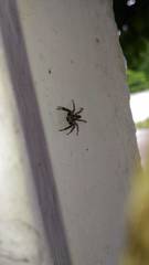 Menemerus bivittatus