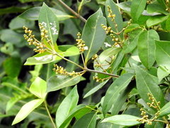 Avicennia alba