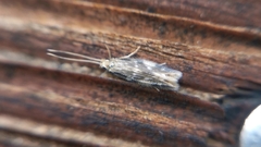 Oxyethira flavicornis