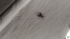 Menemerus bivittatus