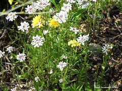 Iberis pectinata