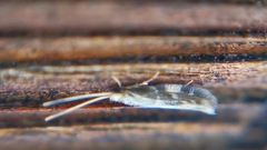 Oxyethira flavicornis