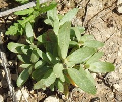 Helianthemum squamatum