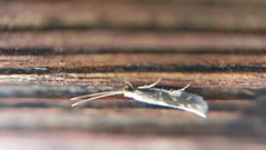 Oxyethira flavicornis