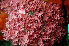 Dendrilla rosea