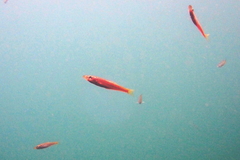 Dinolestes lewini