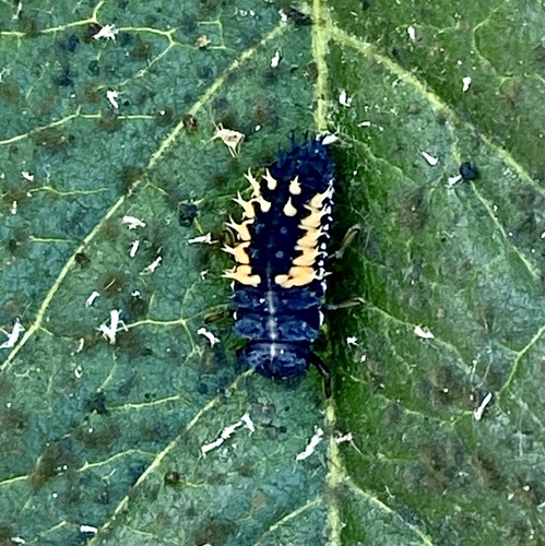 iNaturalist observation photo of Asian Lady Beetle
