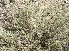 Gypsophila struthium