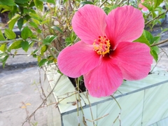 Hibiscus rosa-sinensis