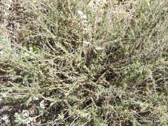 Gypsophila struthium
