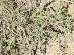 Thymus lacaitae