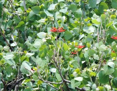 Saucerottia beryllina