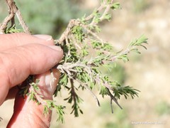 Thymus lacaitae