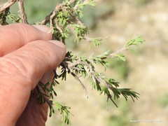 Thymus lacaitae