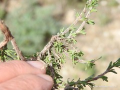 Thymus lacaitae