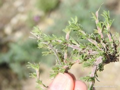 Thymus lacaitae