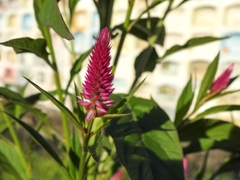 Angiospermae