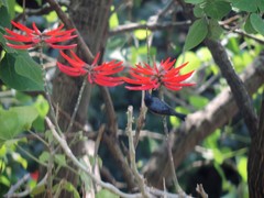 Saucerottia beryllina