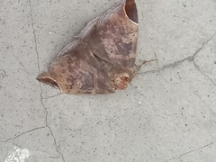 Pindara illibata