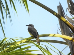 Tyrannus melancholicus