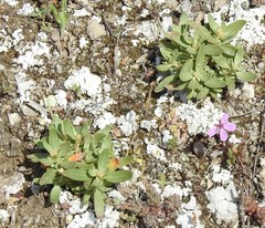 Helianthemum squamatum