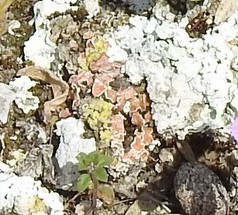 Squamarina lentigera