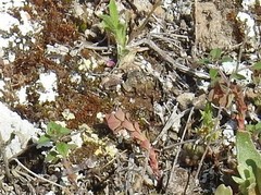Euphorbia falcata