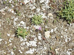 Helianthemum squamatum