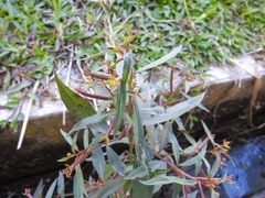 Ludwigia