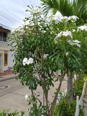 Plumeria pudica