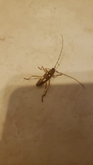 Eburia quadrimaculata