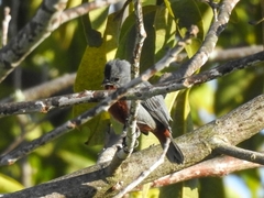 Sporophila castaneiventris