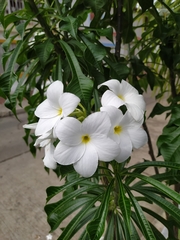 Plumeria pudica