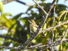 Aves