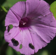 Acmaeodera tubulus