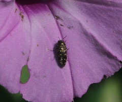 Acmaeodera tubulus