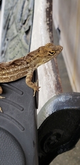 Anolis sagrei