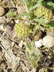 Valerianella coronata