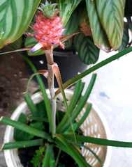 Ananas comosus microstachys