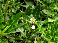 Acanthus