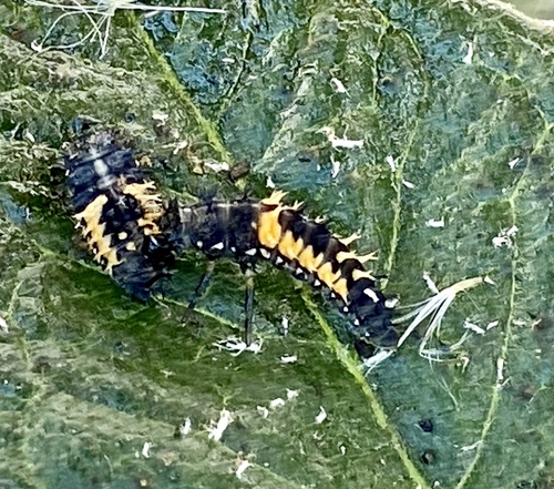 iNaturalist observation photo of Asian Lady Beetle