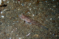 Nesogobius