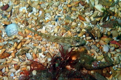 Nesogobius