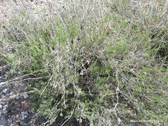 Gypsophila struthium